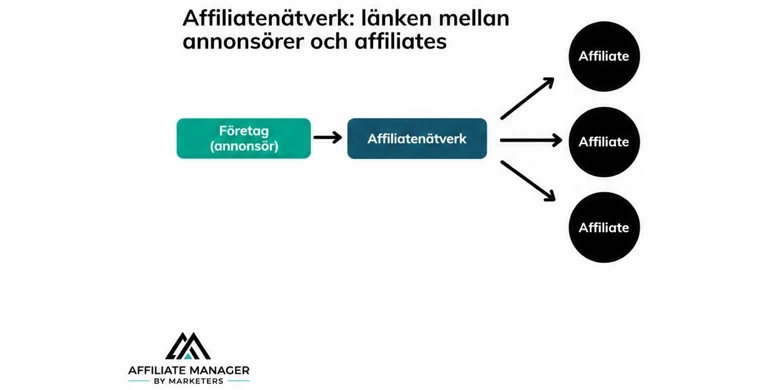 Flödesschema som visar hur ett affiliatenätverk fungerar som en länk mellan affiliates och annonsörer eller webbutiker